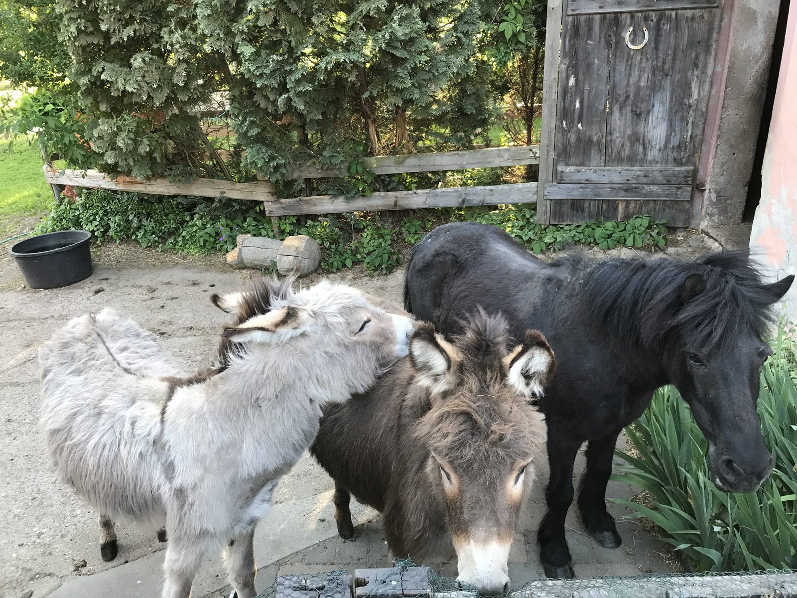 Die Esel Lucky und Liese